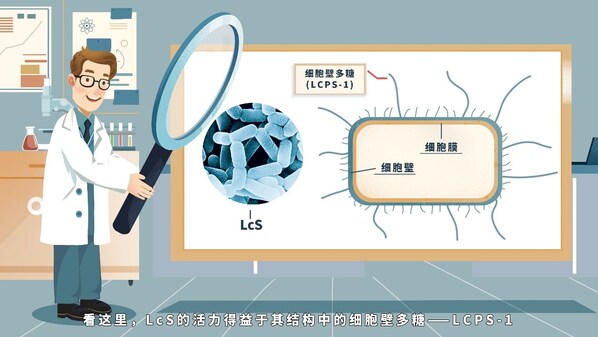 副干酪乳酪桿菌代田株的活力得益于其結構中的細胞壁多糖LCPS-1
